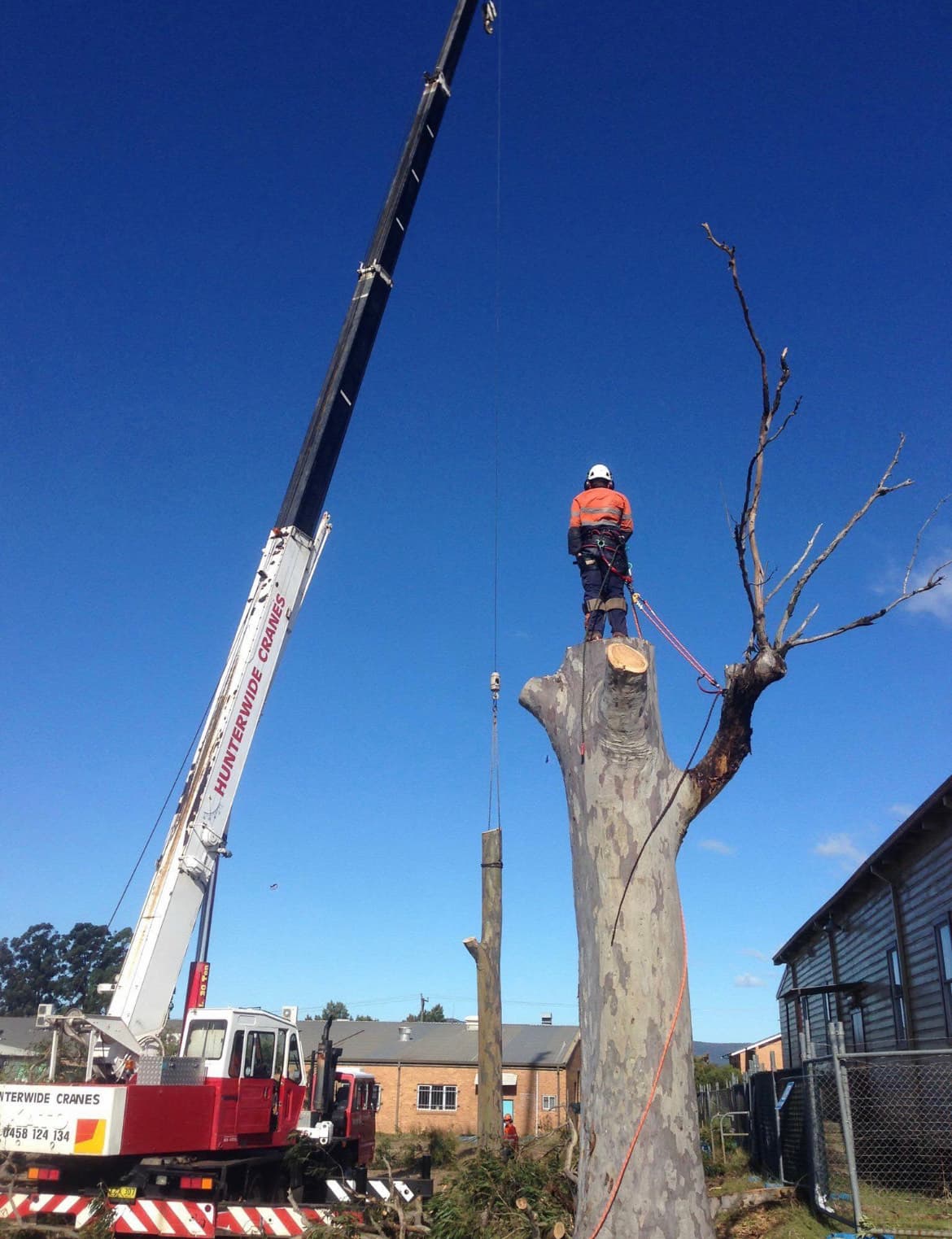 Crane-assisted tree removal in Southern Tasmania