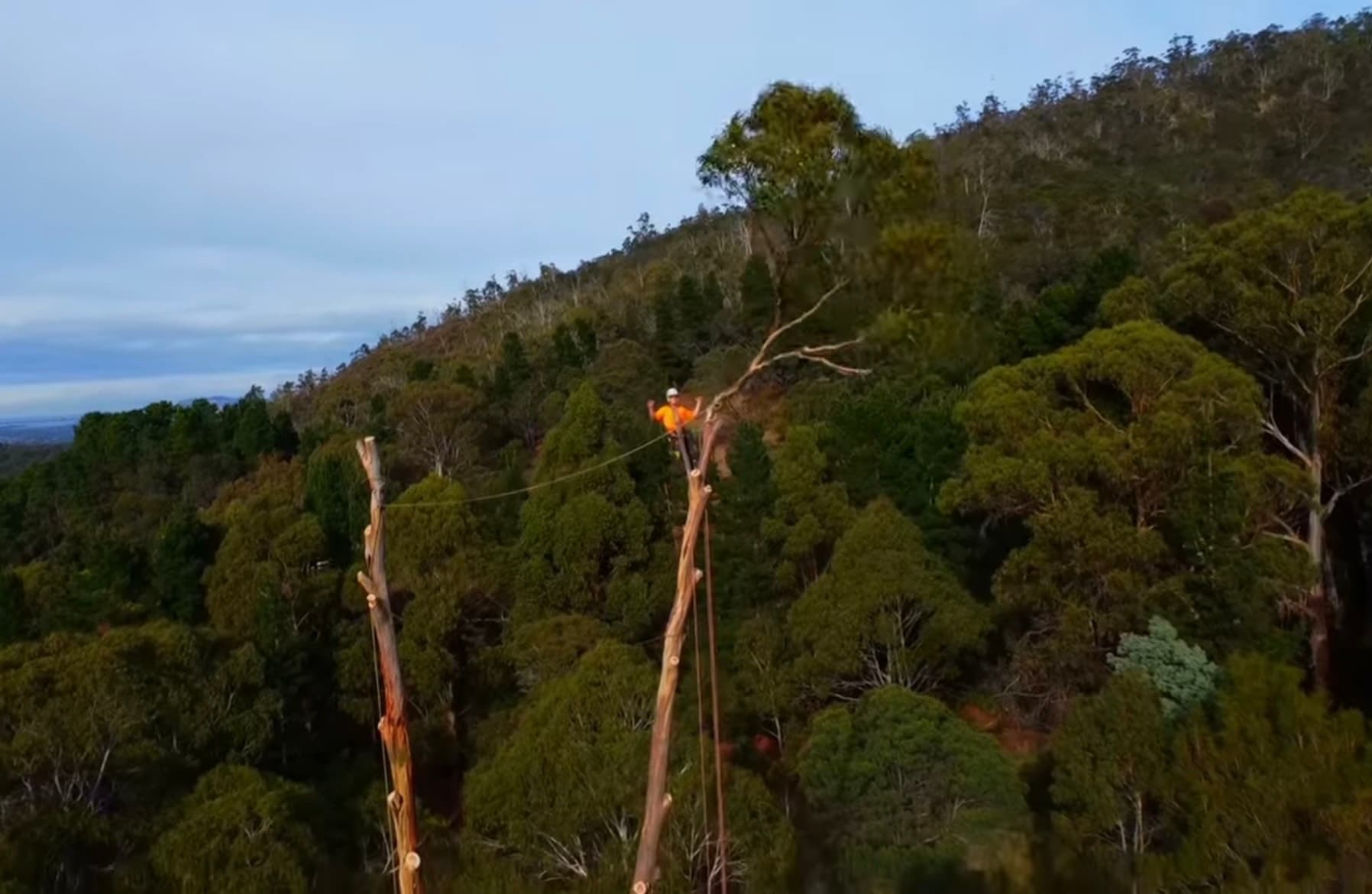 Professional tree removal completed