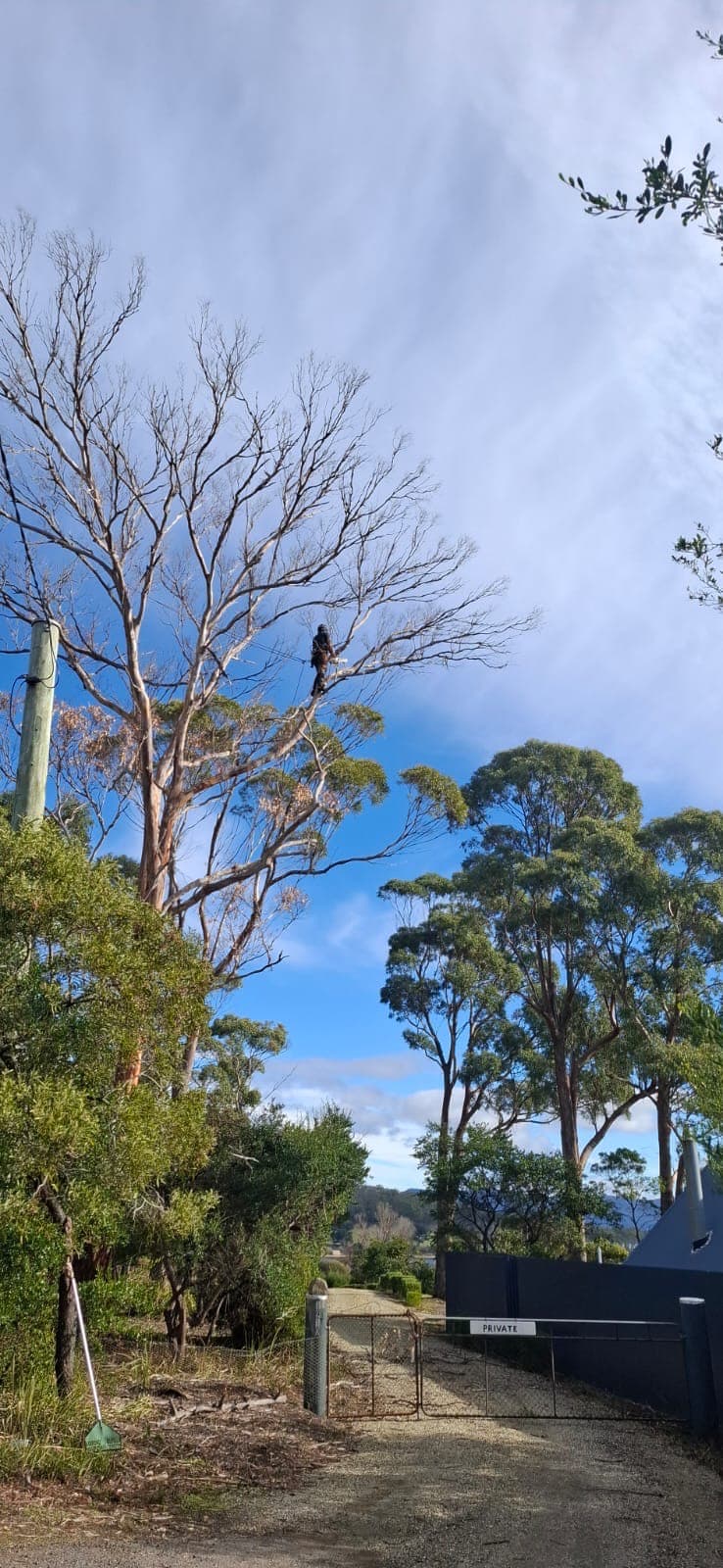 Professional tree pruning by qualified arborists