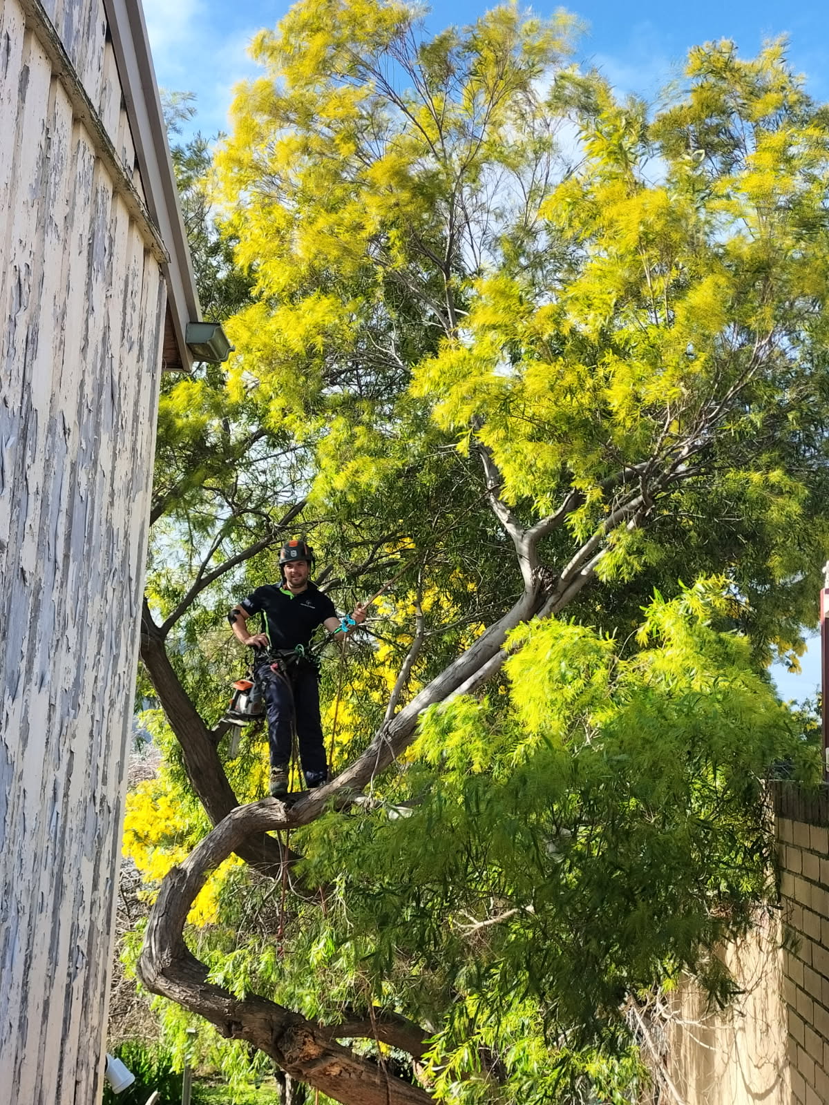 Professional hedge trimming service in Southern Tasmania